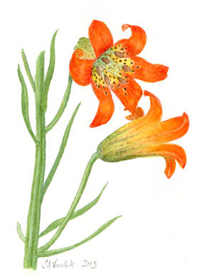 Lilium washingtonianum watercolor by Vorobik